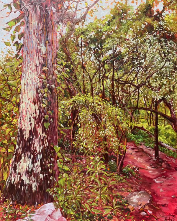 Into the Woods - Afrotemperate
